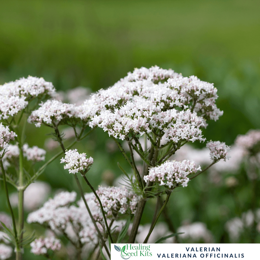Valerian - For Restful Sleep & Calming Herbal Remedies - The Healing Herb Garden