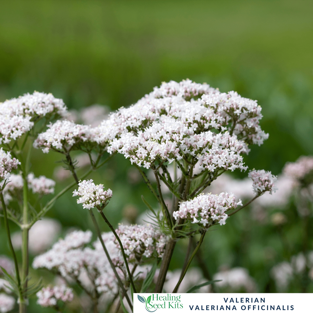 Valerian - For Restful Sleep & Calming Herbal Remedies - The Healing Herb Garden