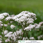 Valerian - For Restful Sleep & Calming Herbal Remedies - The Healing Herb Garden