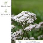 Valerian - For Restful Sleep & Calming Herbal Remedies - The Healing Herb Garden