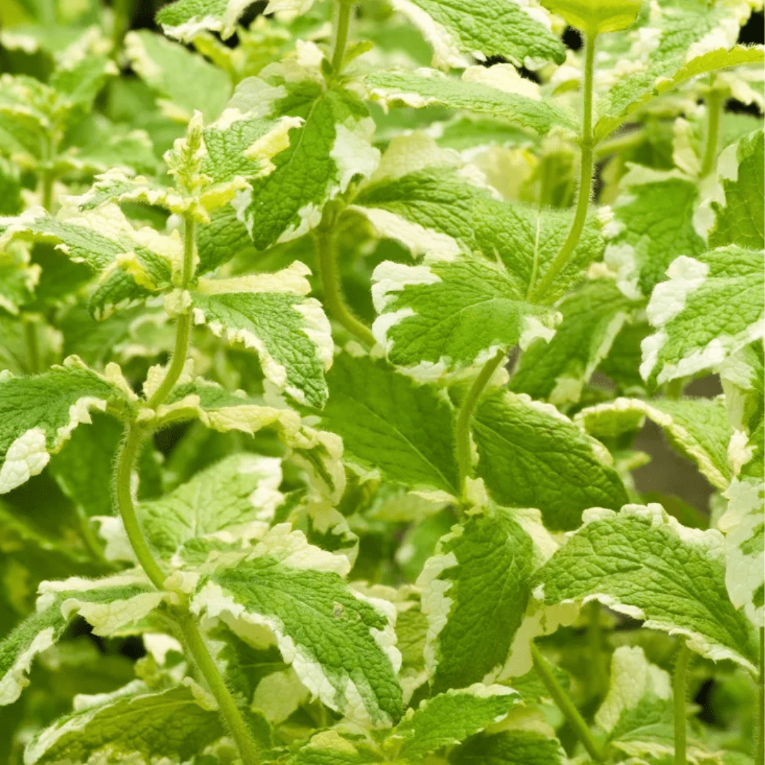Variegated Applemint - Fragrant Mint for Tea & Garden - The Healing Herb Garden