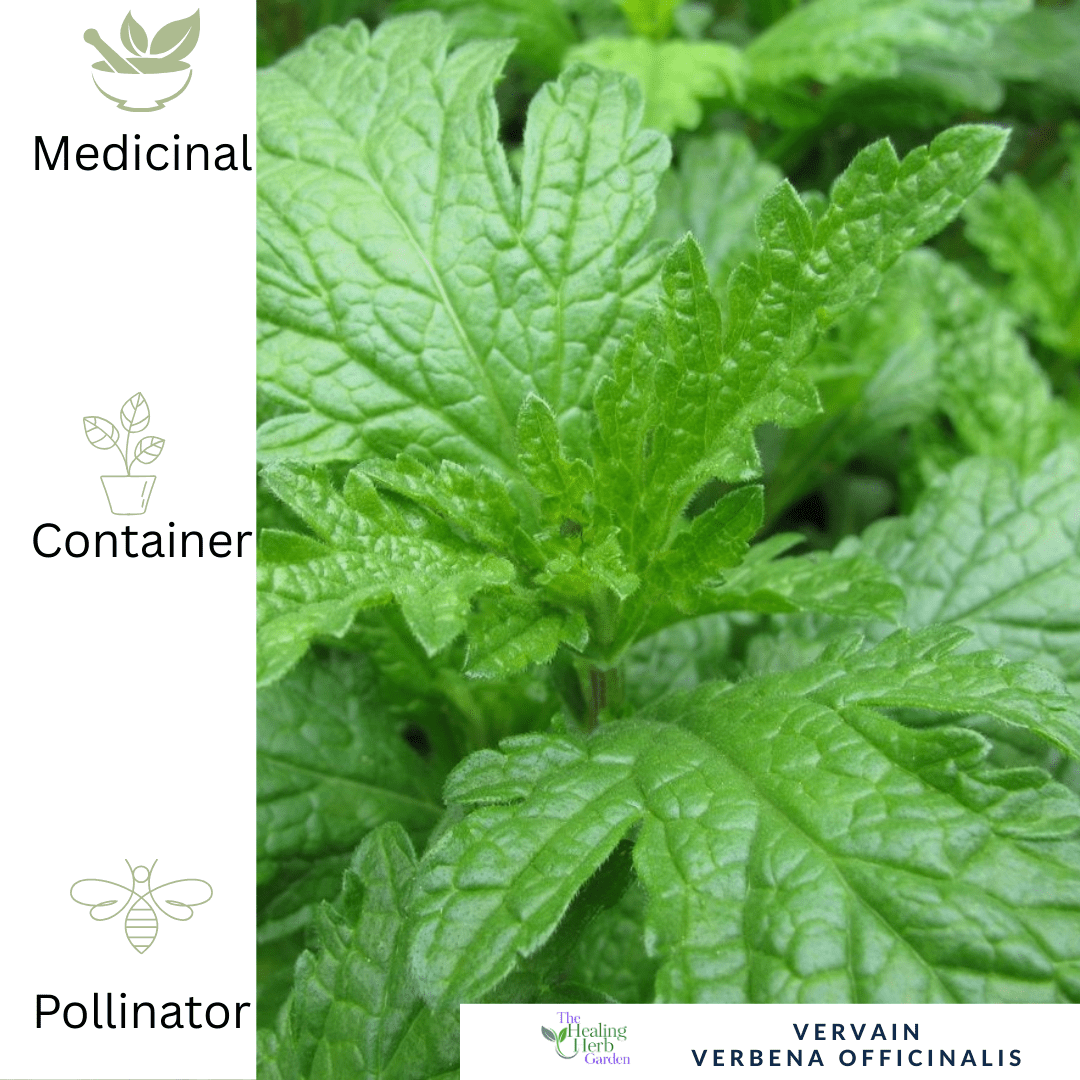 Vervain – For Calm Nerves & Pollinator - Friendly Summer Colour - The Healing Herb Garden