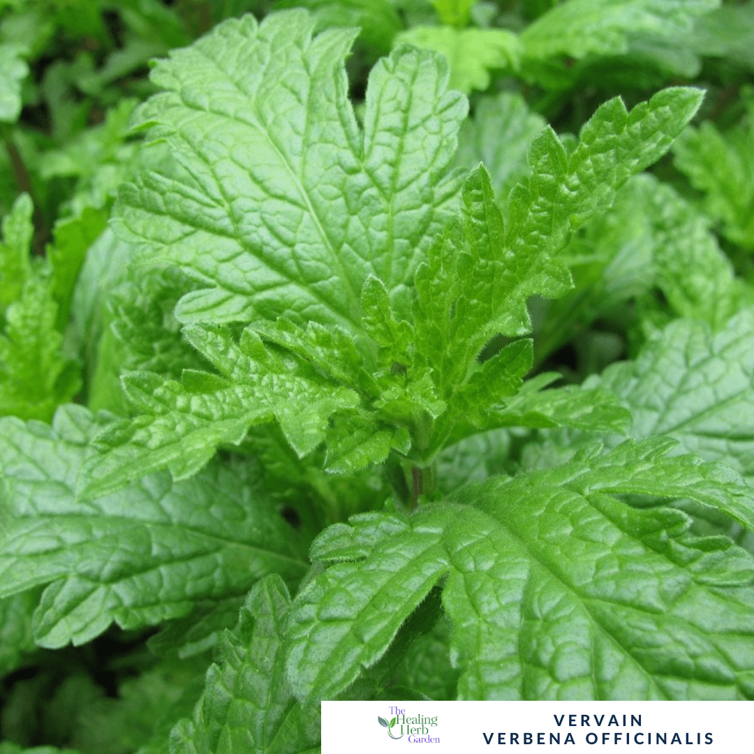 Vervain – For Calm Nerves & Pollinator - Friendly Summer Colour - The Healing Herb Garden