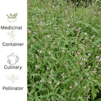 Vervain – For Calm Nerves & Pollinator - Friendly Summer Colour - The Healing Herb Garden