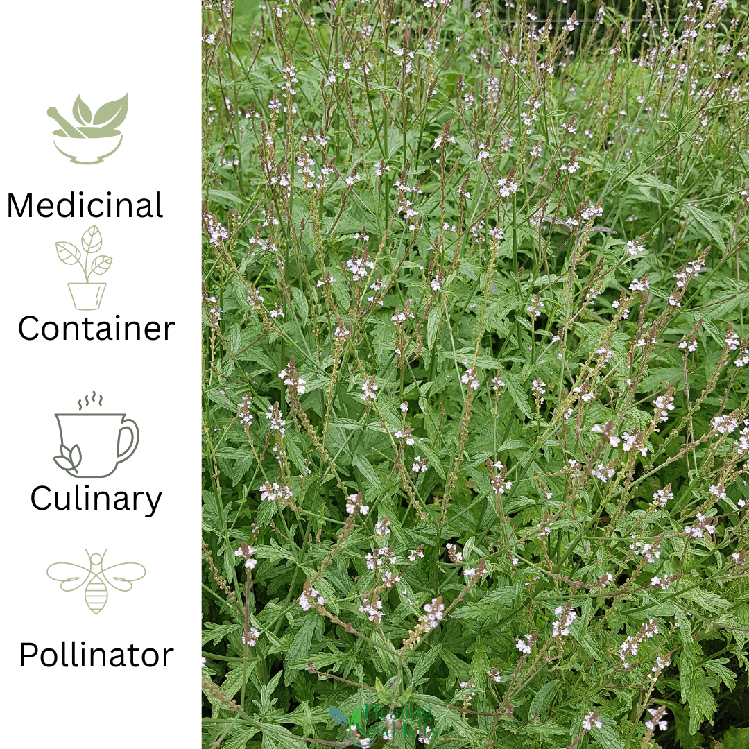 Vervain – For Calm Nerves & Pollinator - Friendly Summer Colour - The Healing Herb Garden