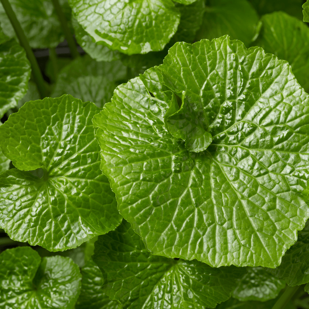 Wasabi - Japanese Liquorice Plant - The Healing Herb Garden