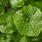 Wasabi - Japanese Liquorice Plant - The Healing Herb Garden