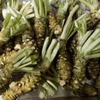 Wasabi - Japanese Liquorice Plant - The Healing Herb Garden