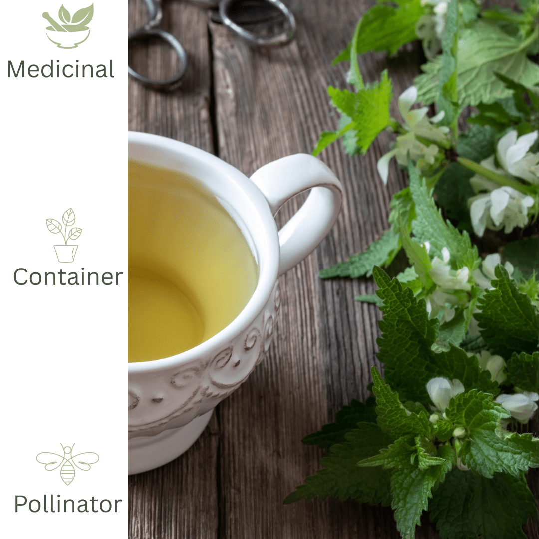 White Deadnettle – Hardy Healing Herb for Pollinators - The Healing Herb Garden