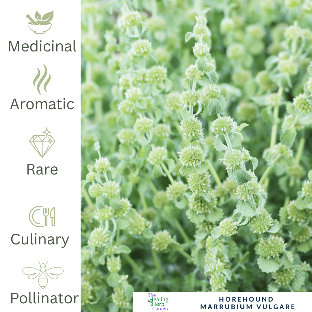 White Horehound – For Cough Relief & Silvery Garden Texture - The Healing Herb Garden