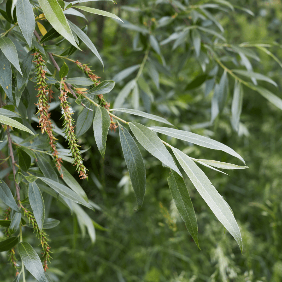 White Willow (Salix alba) Bare Root Tree 30–50cm - The Healing Herb Garden