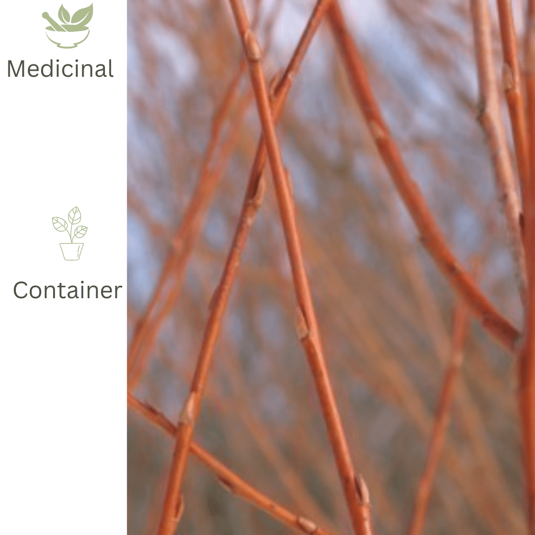 White Willow (Salix alba) Bare Root Tree 30–50cm - The Healing Herb Garden