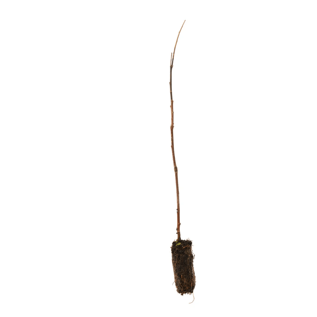 White Willow (Salix alba) Bare Root Tree 30–50cm - The Healing Herb Garden