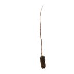 White Willow (Salix alba) Bare Root Tree 30–50cm - The Healing Herb Garden