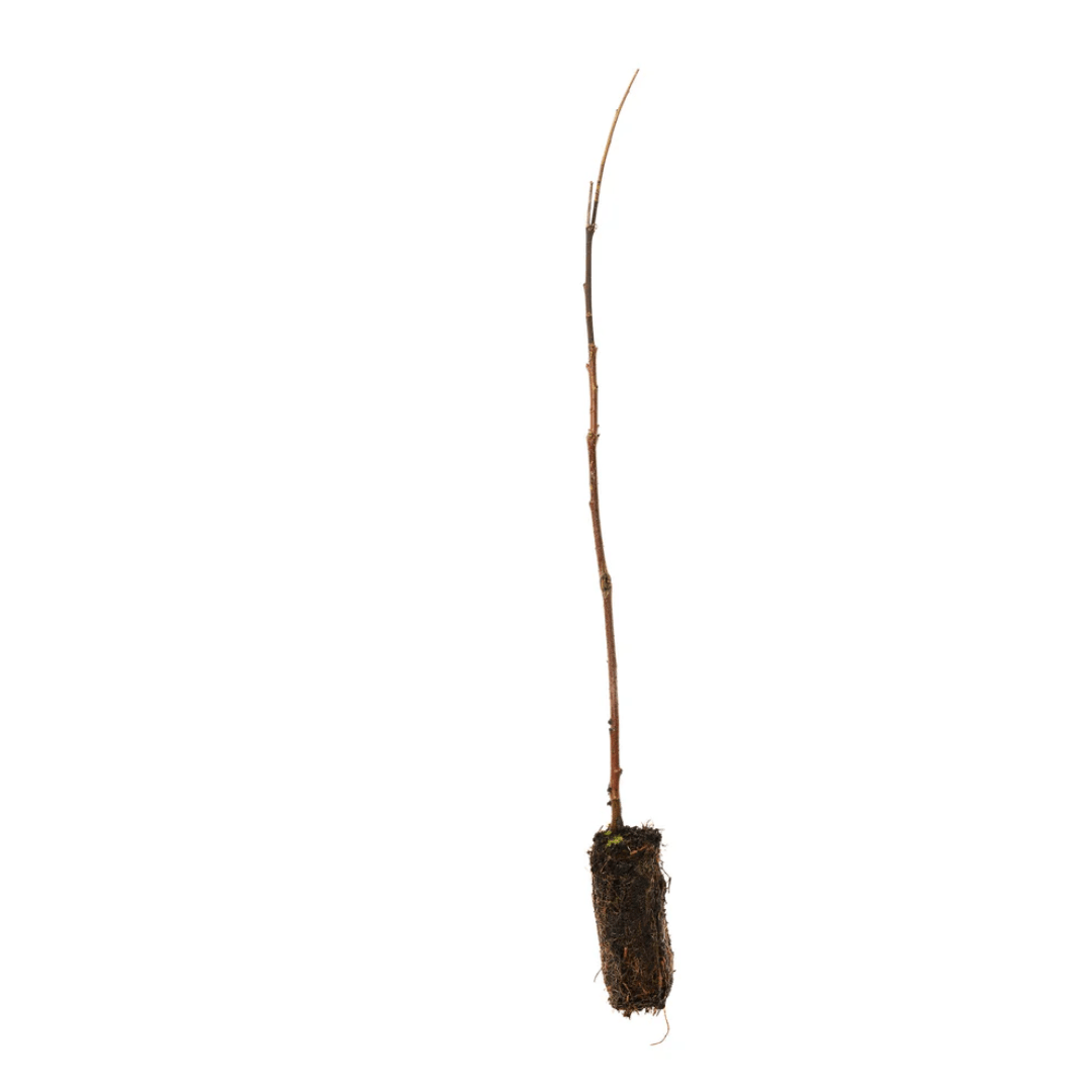 White Willow (Salix alba) Bare Root Tree 30–50cm - The Healing Herb Garden