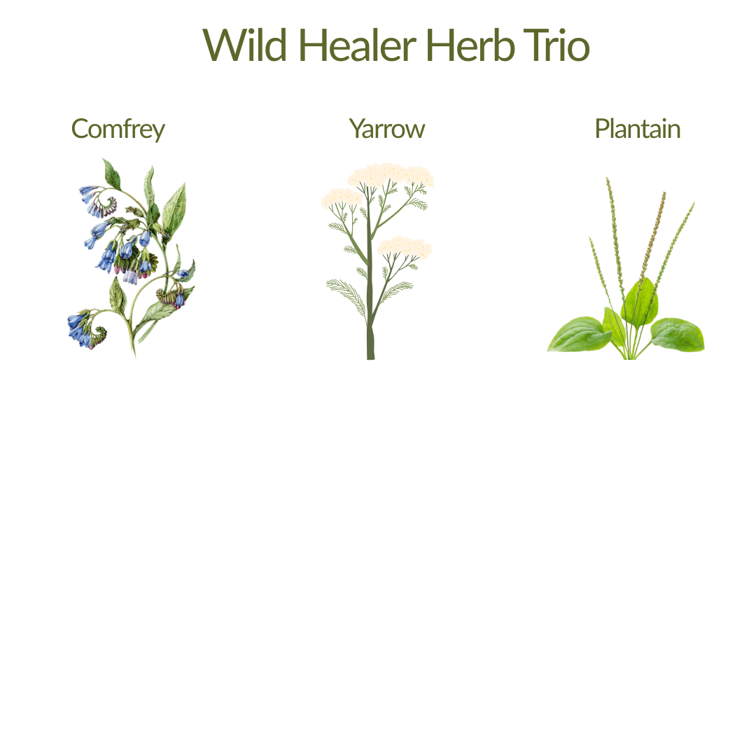 Wild Healer Herb Trio– Plant Kit - The Healing Herb Garden