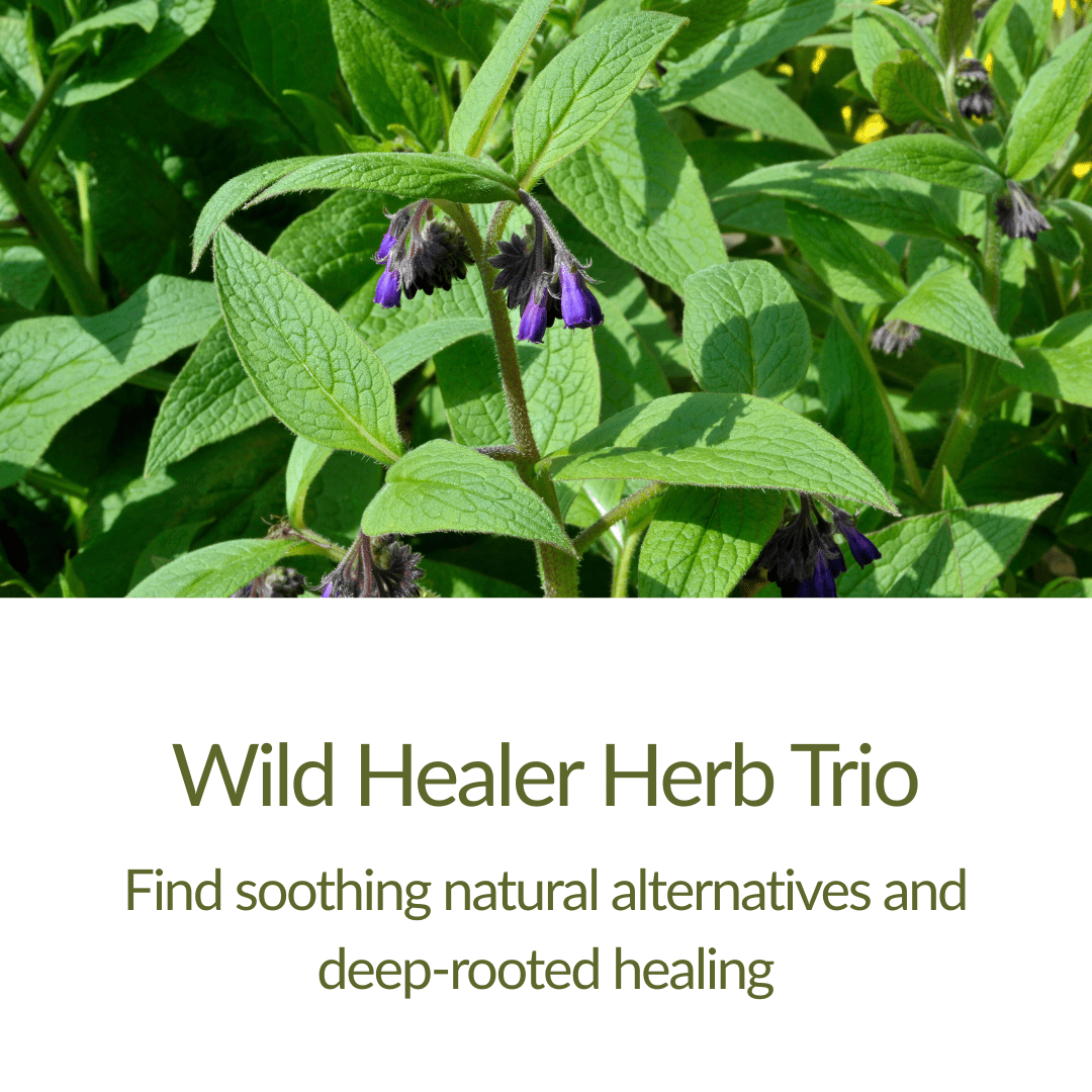 Wild Healer Herb Trio– Plant Kit - The Healing Herb Garden