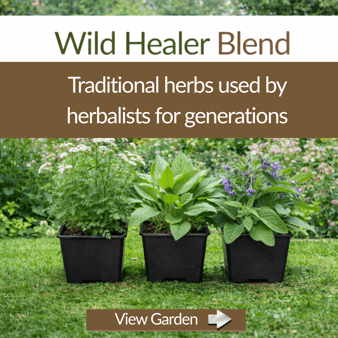 Wild Healer Herb Trio– Plant Kit - The Healing Herb Garden