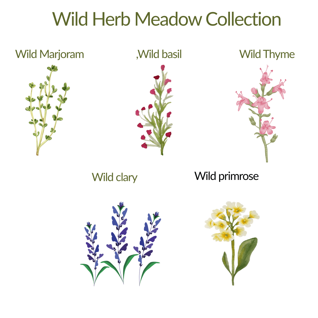 Wild Herb Meadow Collection - Plant Kit - The Healing Herb Garden