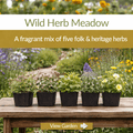 Wild Herb Meadow Collection - Plant Kit - The Healing Herb Garden