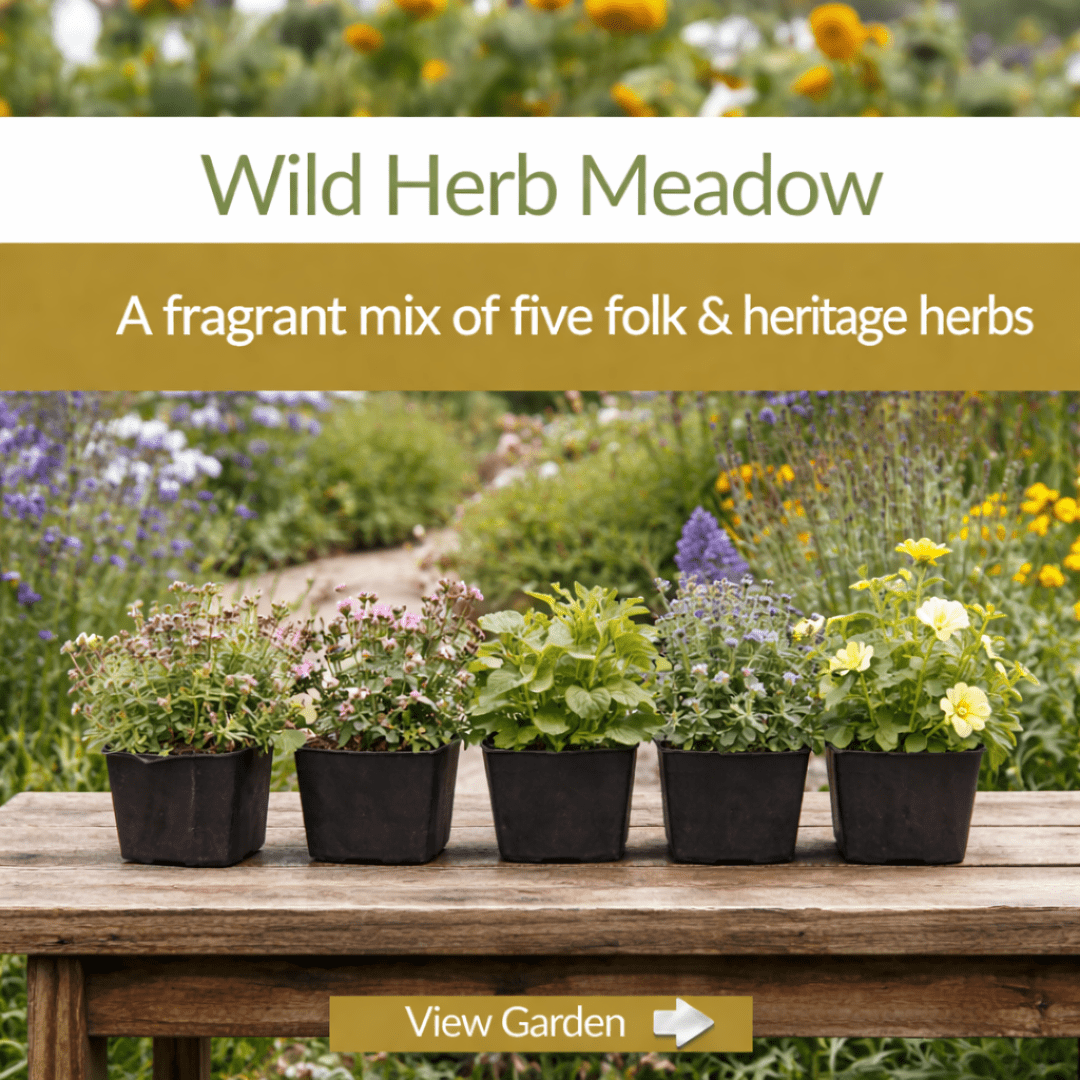 Wild Herb Meadow Collection - Plant Kit - The Healing Herb Garden