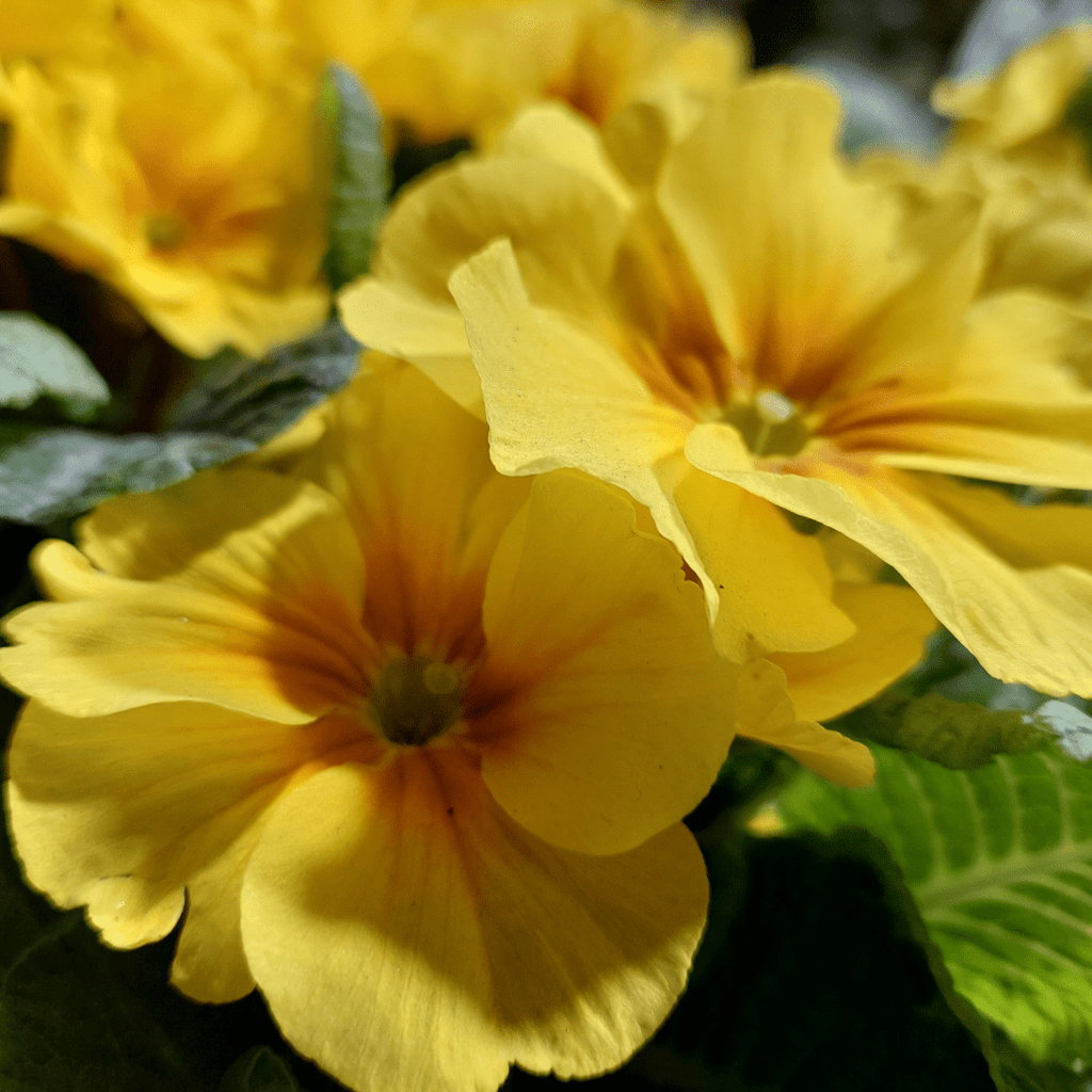 Wild Primrose plug plant – Native woodland flowering herb - The Healing Herb Garden