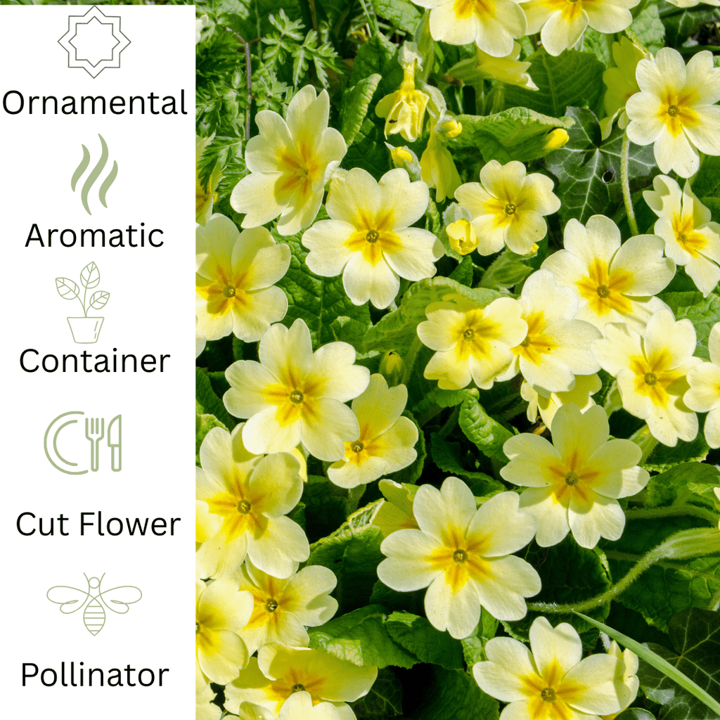 Wild Primrose plug plant – Native woodland flowering herb - The Healing Herb Garden