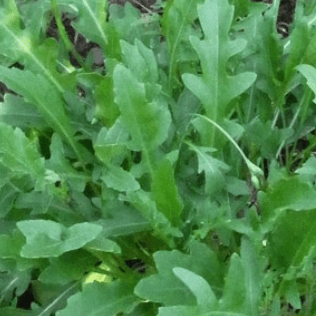Wild Rocket Plant – Peppery Salad herb - The Healing Herb Garden