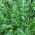 Wild Rocket Plant – Peppery Salad herb - The Healing Herb Garden