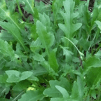 Wild Rocket Plant – Peppery Salad herb - The Healing Herb Garden