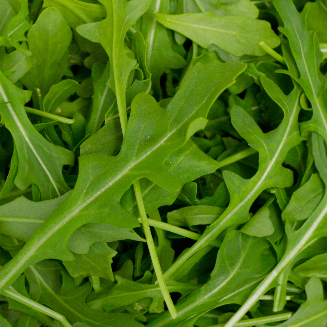 Wild Rocket plug plant - Peppery Salad Herb - The Healing Herb Garden