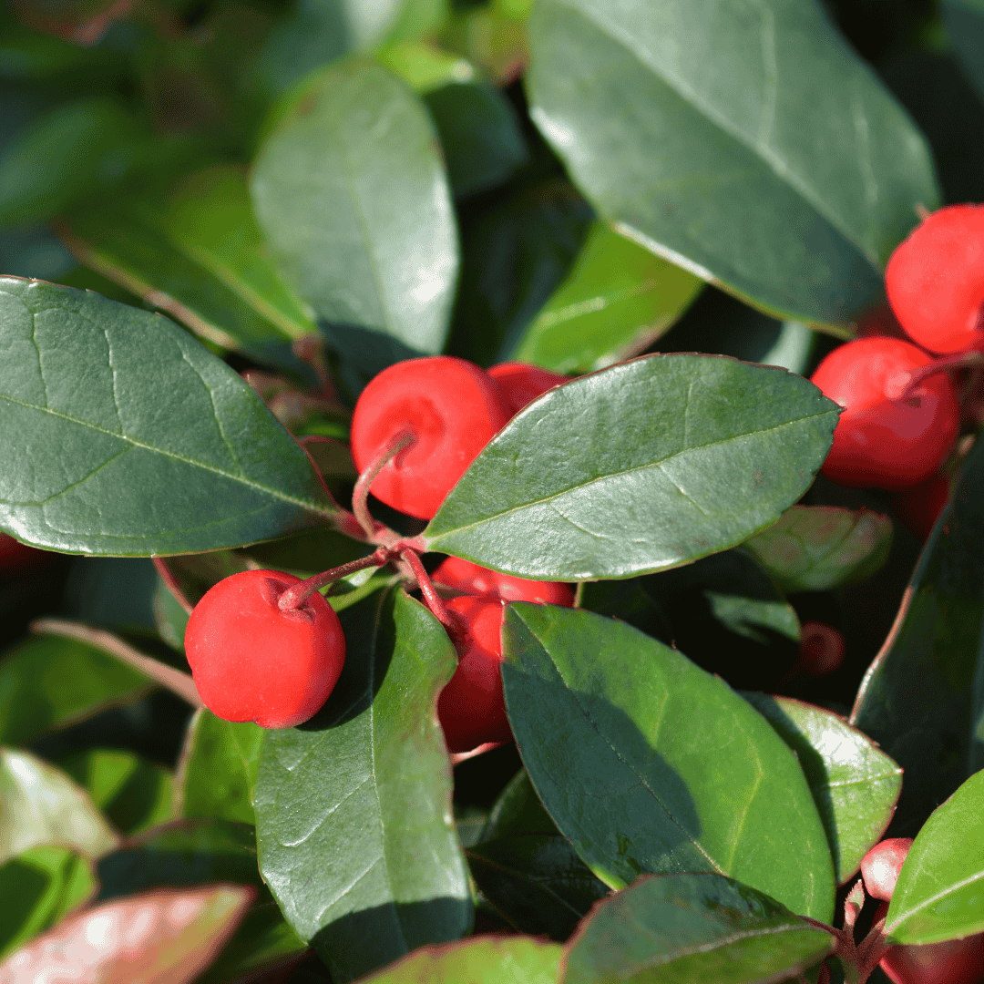Wintergreen – Evergreen Ground Cover Plant UK - The Healing Herb Garden