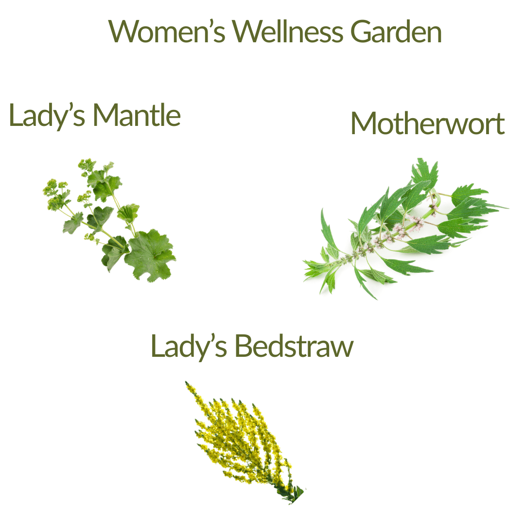 Women’s Wellness Garden – Herb Plant Kit - The Healing Herb Garden