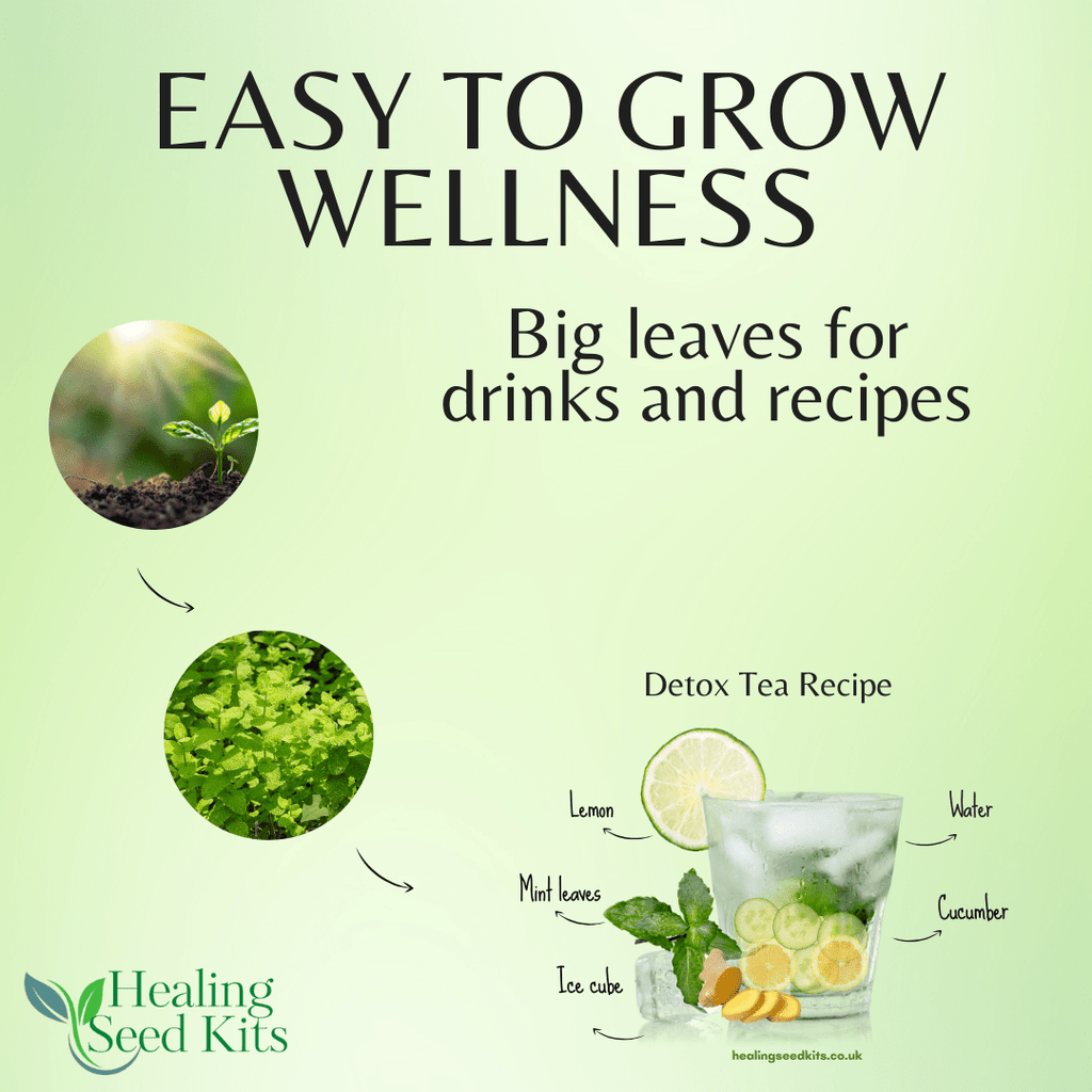 Women’s Wellness Garden – Herb Plant Kit - The Healing Herb Garden