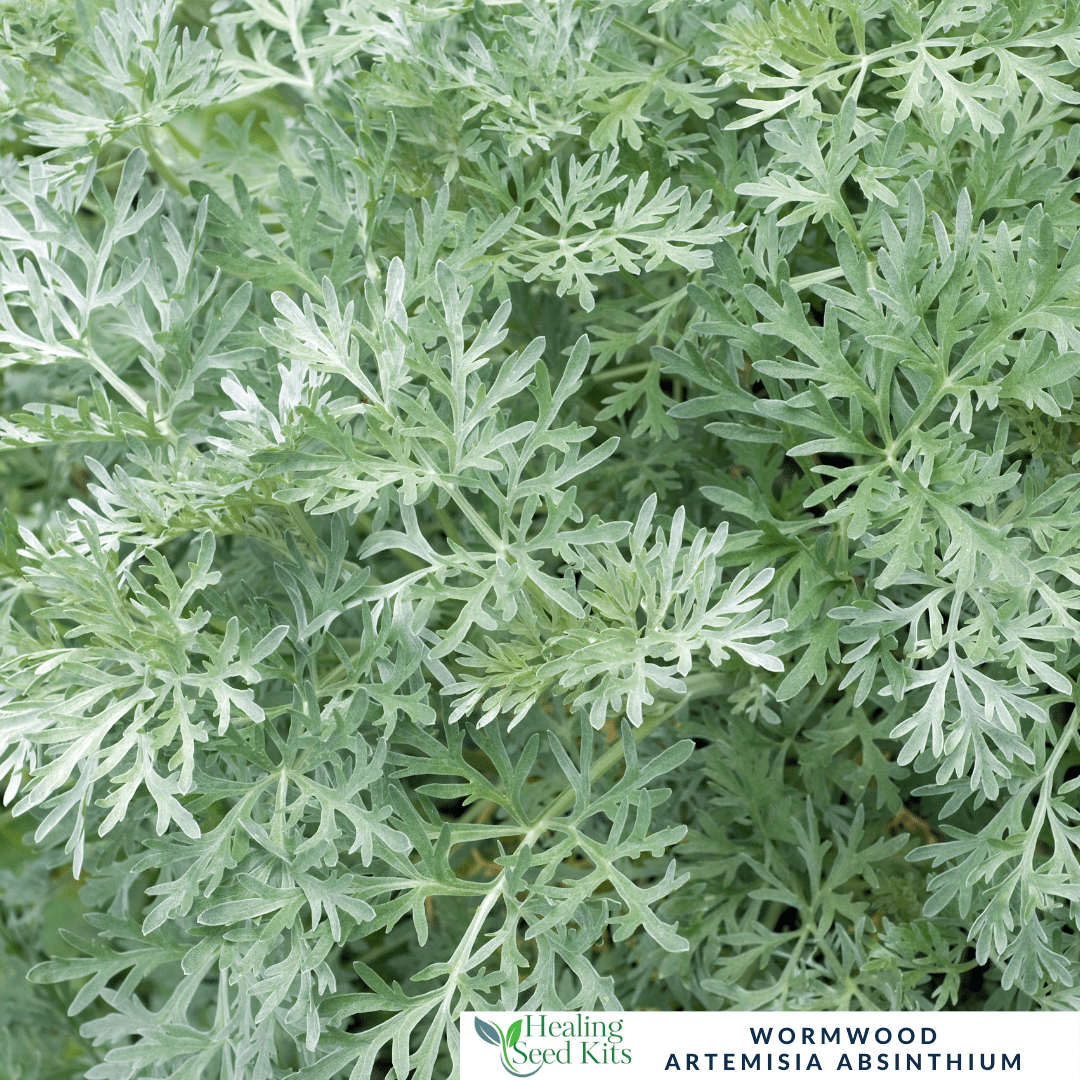 Wormwood – For Traditional Herbal Use - The Healing Herb Garden