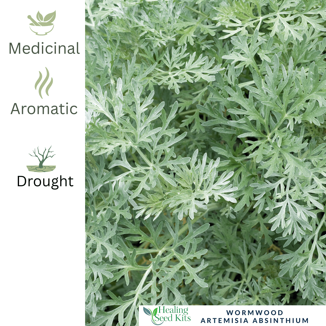 Wormwood – For Traditional Herbal Use - The Healing Herb Garden
