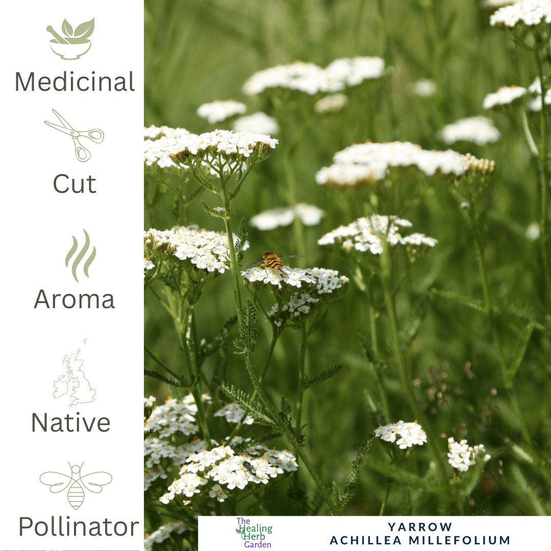 Yarrow Plant - For Wound Healing & Wildlife - Friendly Border - The Healing Herb Garden